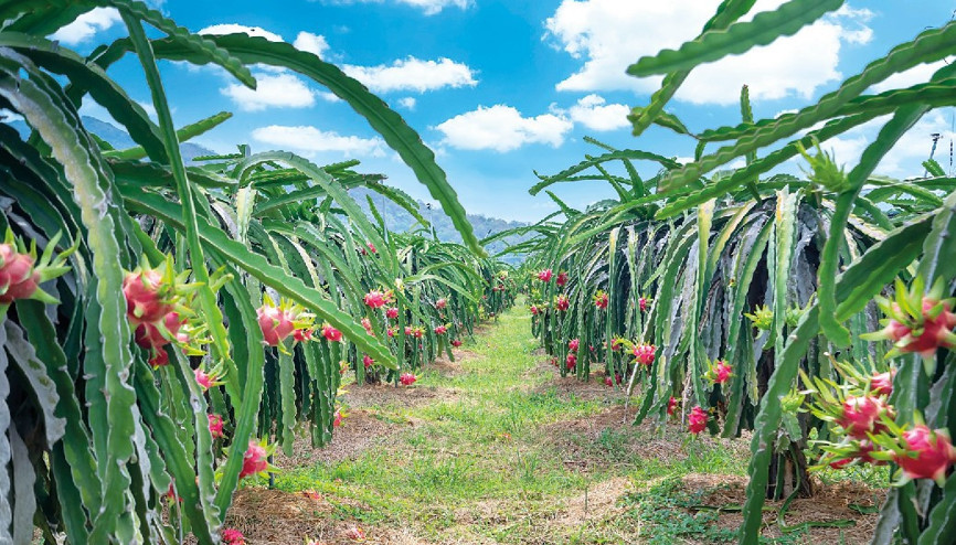 Pitaya tamam sapote yolda Tropikal meyveler Türkiye’yi sevdi Pitaya tamam sapote yolda Tropikal meyveler Türkiye’yi sevdi