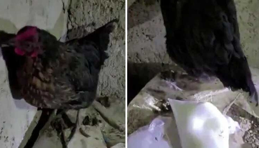 Tavuğun altından yumurta değil, uyuşturucu çıktı