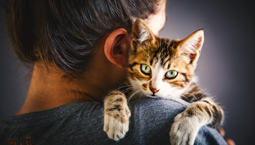 Kedilerde kuduz olur mu, hangi hayvanlardan bulaşır Kuduz belirtileri gribe çok benziyor
