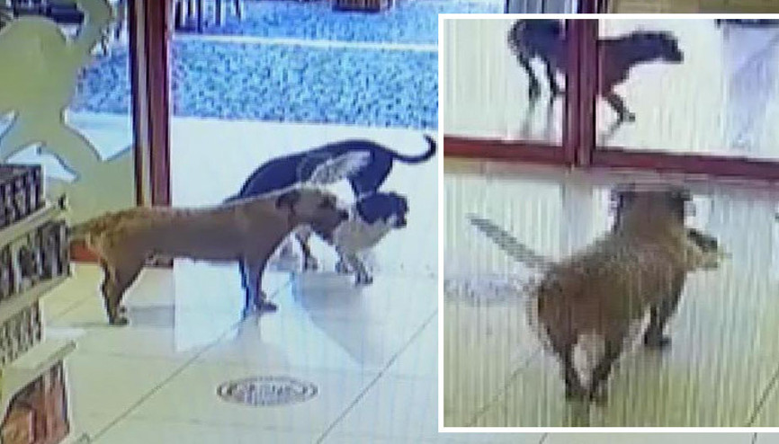 Bodrumda sokak köpekleri, mağazadan oyuncak pelüş köpeği alıp götürdü