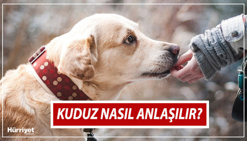 Kuduz nedir, nasıl bulaşır, belirtileri nelerdir İşte kuduz hastalığı tedavisi hakkında merak edilenler