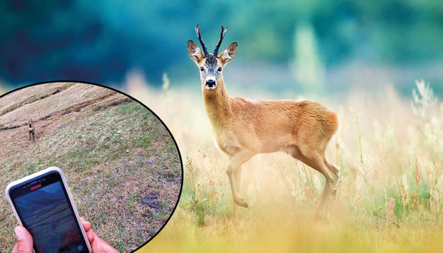 ‘Çengel boynuz’a GPS’li takip