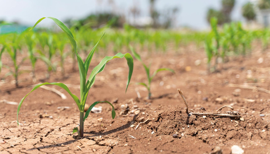 Çiftçi ekim için yağış bekliyor