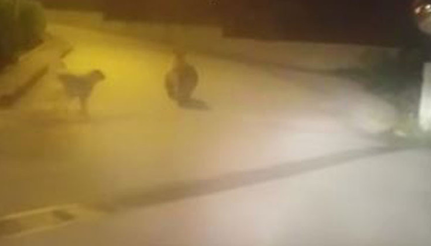 Borçka’da ilçe merkezine inen ayı paniğe neden oldu