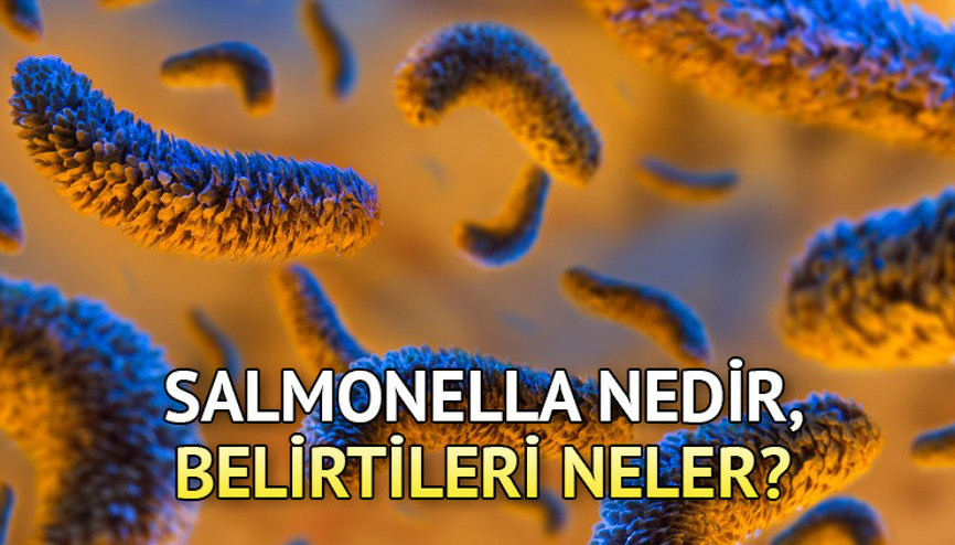 Salmonella nedir, nasıl bulaşır, yayılır Salmonella belirtileri nelerdir, nasıl tedavi edilir