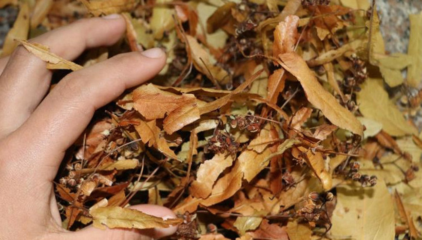 Kış aylarıyla birlikte ıhlamura talep arttı