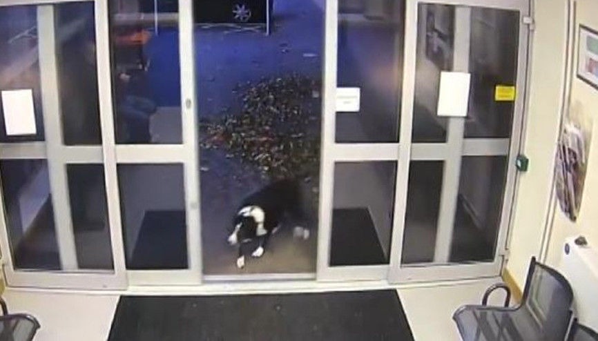 Sahibini kaybeden akıllı köpek polise başvurdu