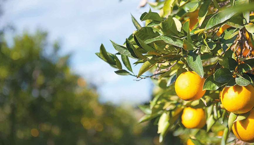 TPAO’dan kiralık narenciye bahçesi TPAO’dan kiralık narenciye bahçesi
