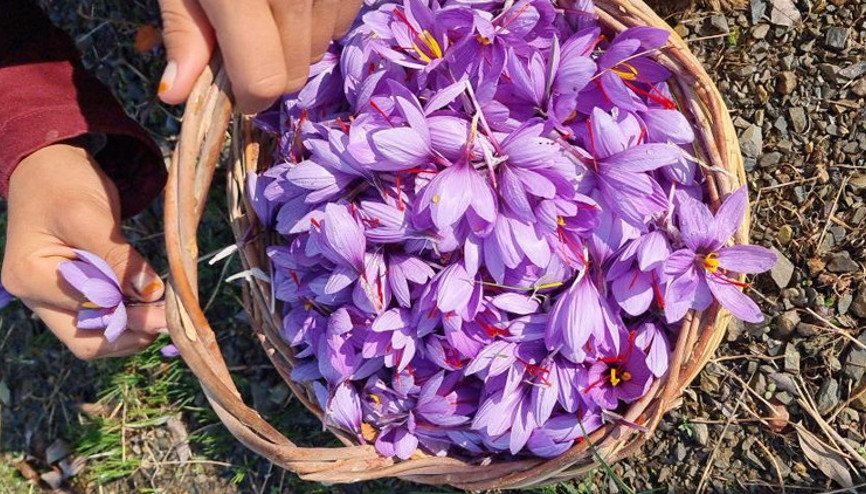 2 dönümden 500 gram çıkıyor Gramı 60 liradan satılıyor