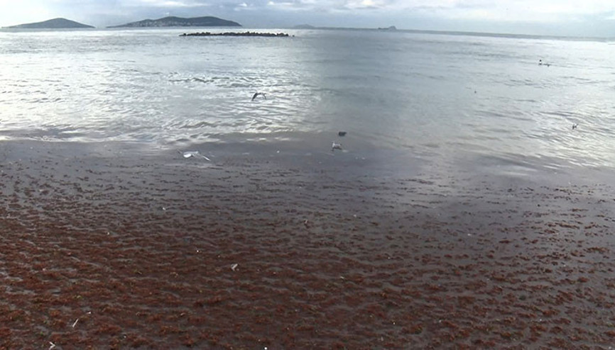 Caddebostan Sahilini yine kırmızı yosunlar kapladı