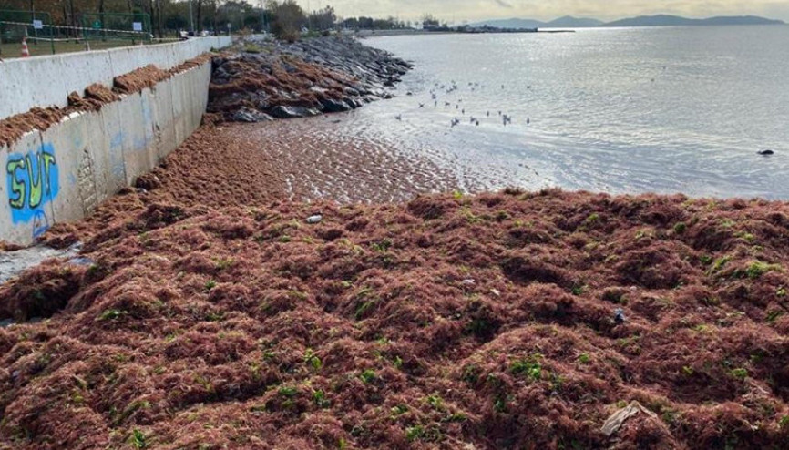 Caddebostan Sahilinde şaşırtan görüntü: Kırmızıya büründü