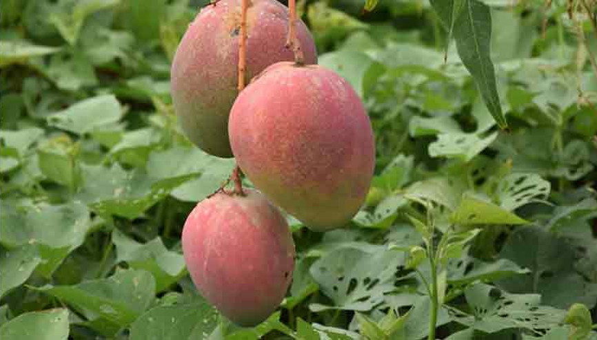 Üreticiler Mangoya yöneldi