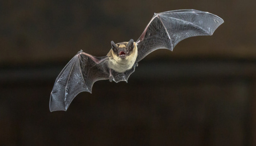 Yarasalarda yeni bir virüs bulundu Kiwira virüs nedir İnsanlara bulaşır mı Yarasalarda yeni bir virüs bulundu Kiwira virüs nedir İnsanlara bulaşır mı