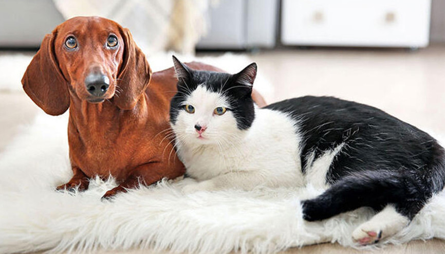 ‘Pati’lere anayasal güvence