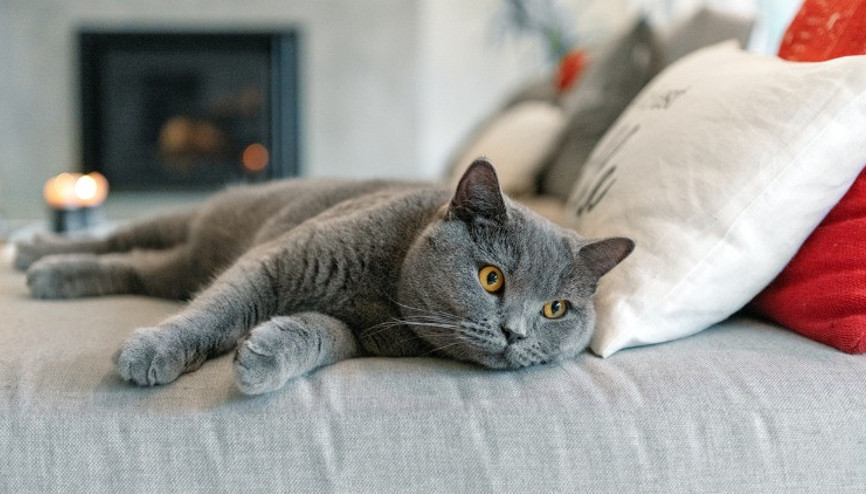 Cihat Burak’ın kedilerini gördünüz mü