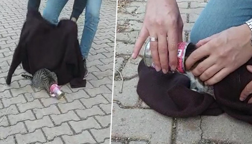 Başına mama kabı sıkışan kediyi kurtardılar