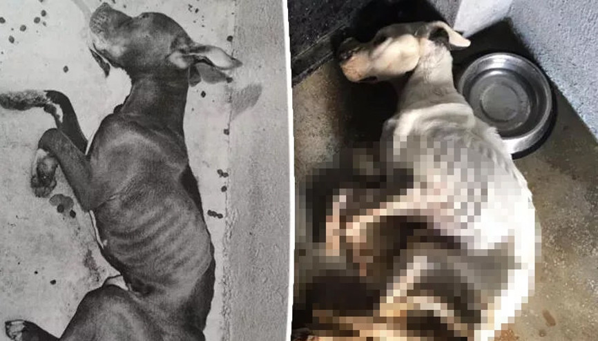 Odunpazarı Belediye Başkanı Kurt: Barınakta bu yıl 134 köpek öldü