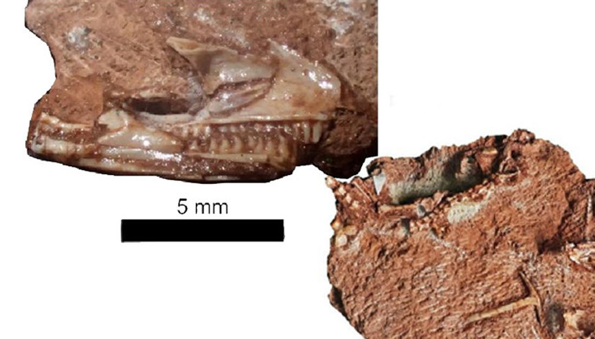 Kertenkelelerin atası dolapta bulundu