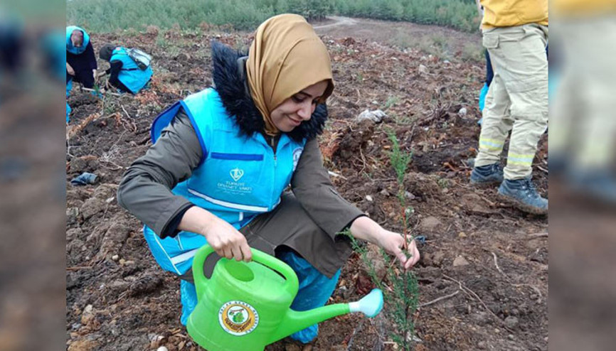 Sümbüller yeniden yeşerecek