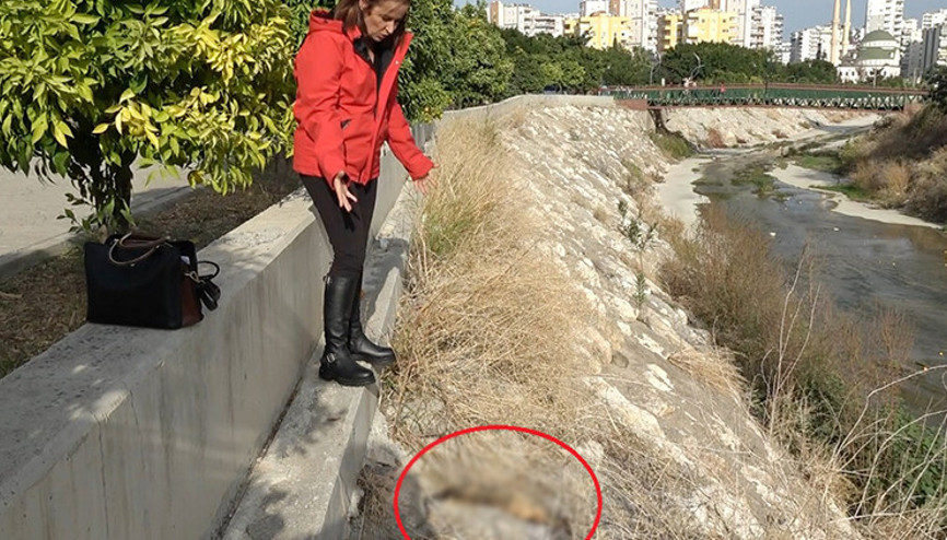 Mersinde son bir ayda 15 kedinin şüpheli ölümüne soruşturma Mersinde son bir ayda 15 kedinin şüpheli ölümüne soruşturma