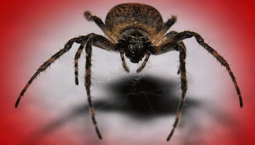 Karadul örümceğine bağlı zehirlenmelerde artış Karadul örümceğine bağlı zehirlenmelerde artış
