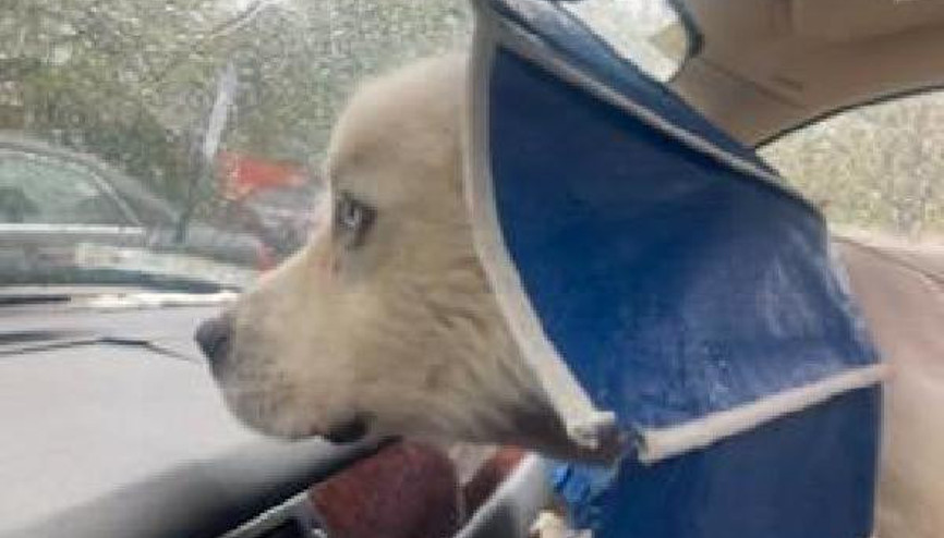 Kahraman çoban köpeği, koyun sürüsüne saldıran 8 çakalı öldürdü