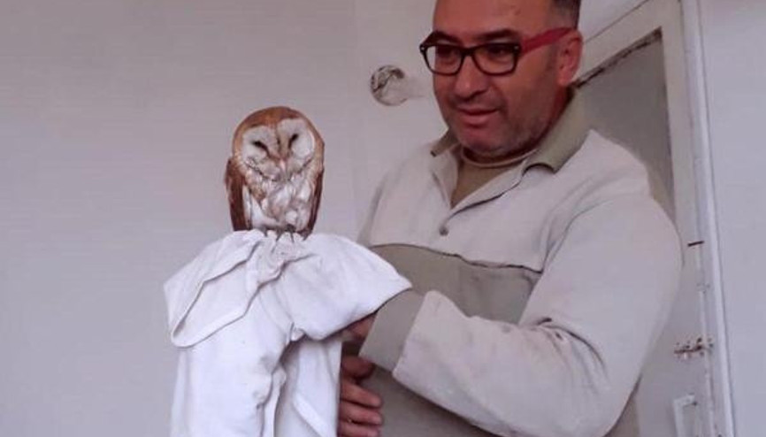Havuza düşen baykuş kurtarılıp doğal ortamına bırakıldı