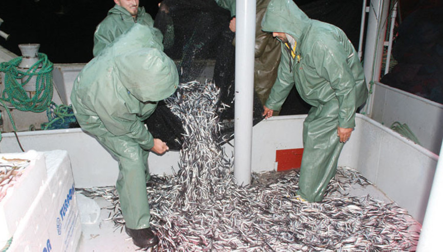 Hamsi alarmı Uzmanlardan ‘av yasağı’ çağrısı geldi