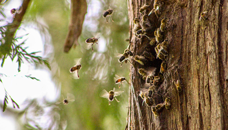 Atalarının arı olarak hayata dönüp onu ziyaret ettiğini düşündü Korkunç bir şekilde can verdi...