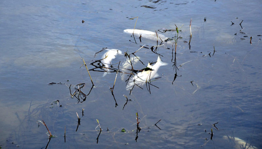 Yuvalı Deresindeki balık ölümlerine inceleme