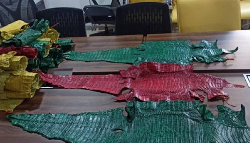 Hakkaride 21 timsah derisi ele geçirildi