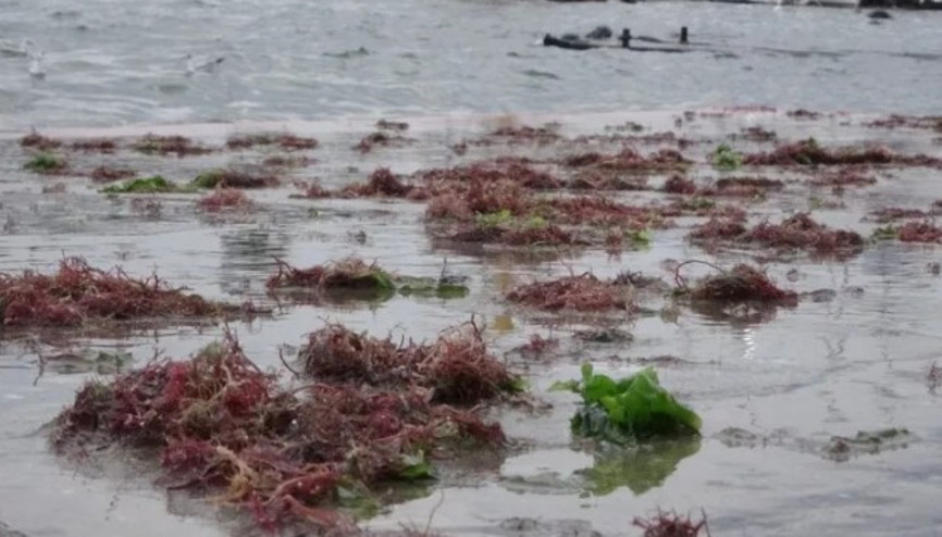 İstanbul’da lodos nedeniyle Kadıköy Caddebostan Sahili kırmızı yosunla kaplandı