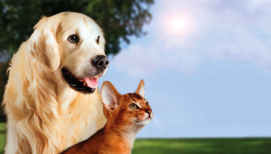 Veterinerler çağrı yaptı: Çip bitti süre uzasın