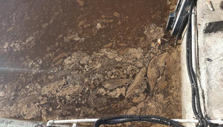 İzmit Körfezi, kısmen kahverengiye büründü