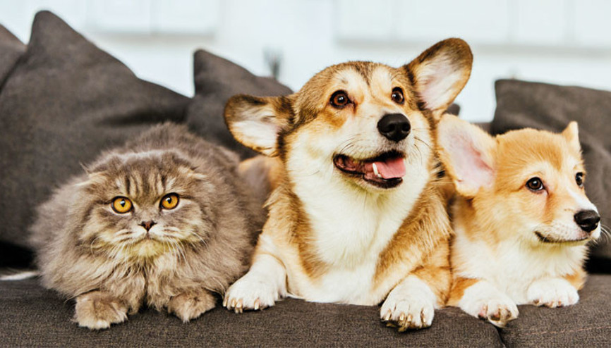 Son gün 31 Aralık... 890 bin can dostu çiplendi