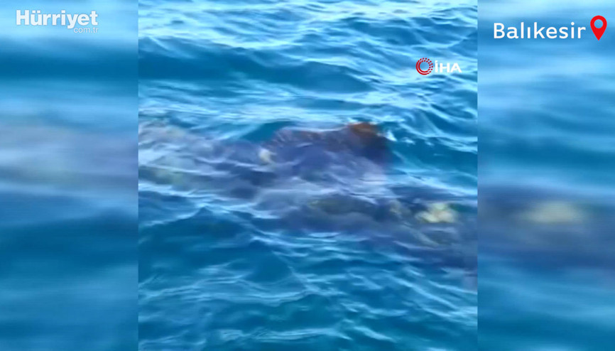 Edremit Körfezinde köpek balığı paniği