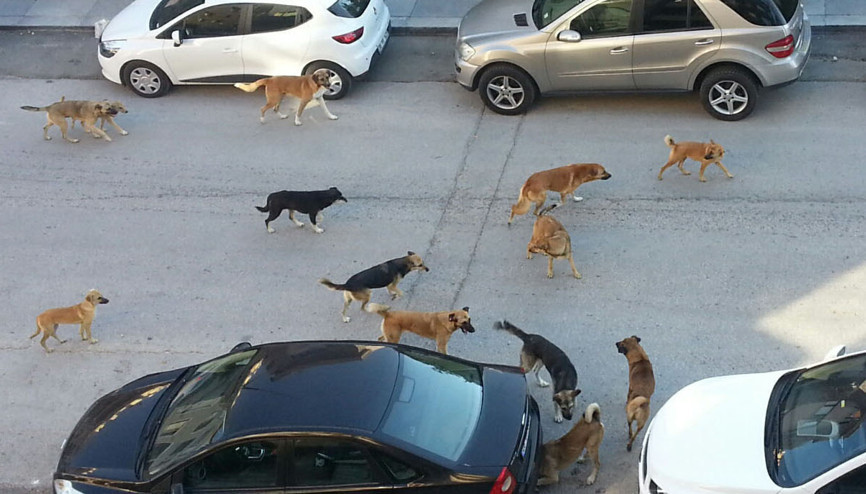 Bütüncül mücadele olmadığı için çabalar yetersiz Bütüncül mücadele olmadığı için çabalar yetersiz