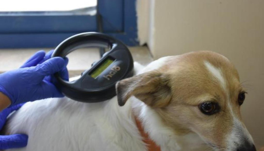 Beyannameyi ver çipi sonra taktır