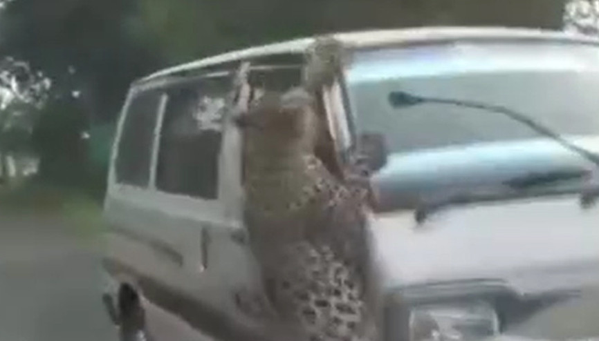 Hindistanda leopar çevredekilere saldırdı: 13 yaralı