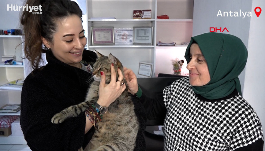 Edward adlı kedi, girdiği iş yerinin asma tavanını çökertti