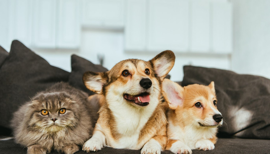 Hayvanlar canımız mı eşitimiz mi