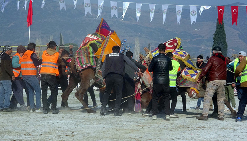 Aydında yılın ilk deve güreşi, patlama nedeniyle davul zurnasız yapıldı