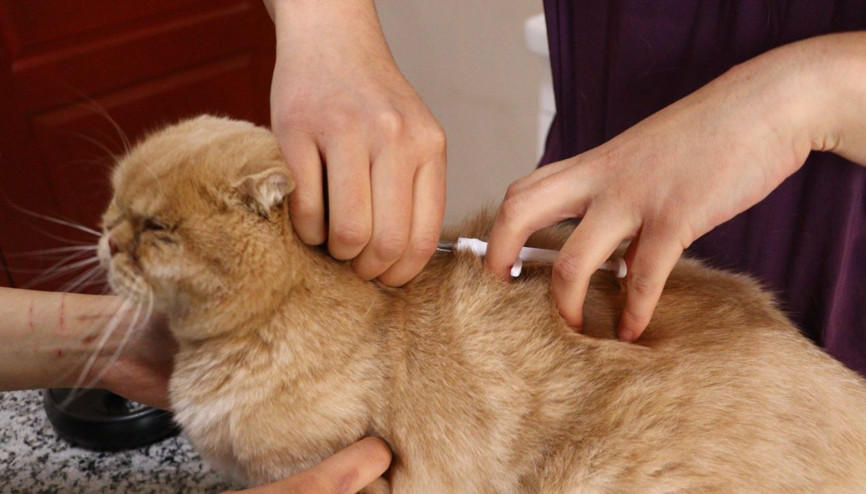 Ankara’da 100 bin kedi 50 bin köpek çiplendi