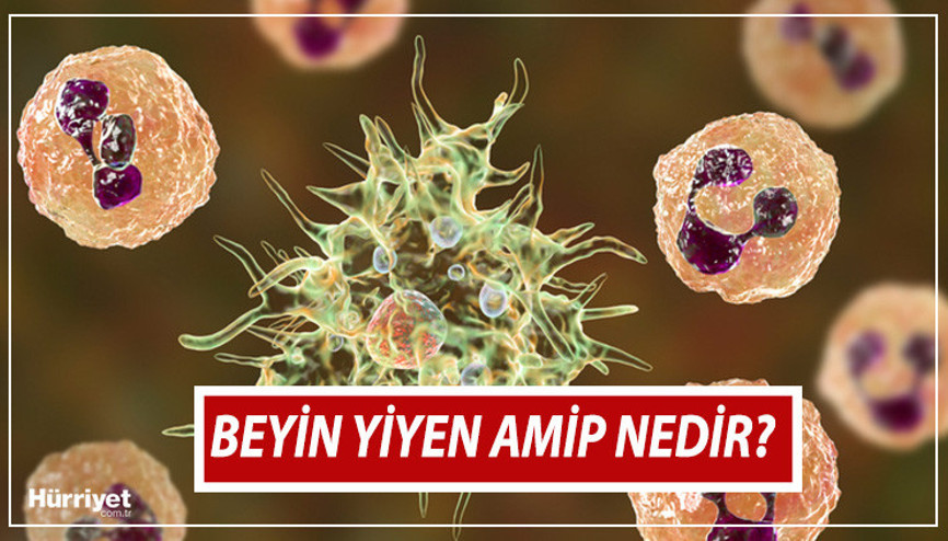 Beyin yiyen amip nedir, belirtileri nelerdir Beyin yiyen amip nasıl bulaşıyor Dikkat edilmesi gerekenler