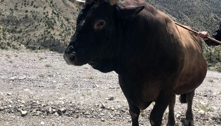 Şampiyon boğa 500 bin TL’ye satıldı