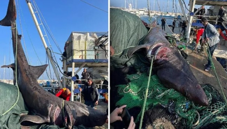 Urlada 10 metrelik camgöz cinsi köpek balığı yakalandı