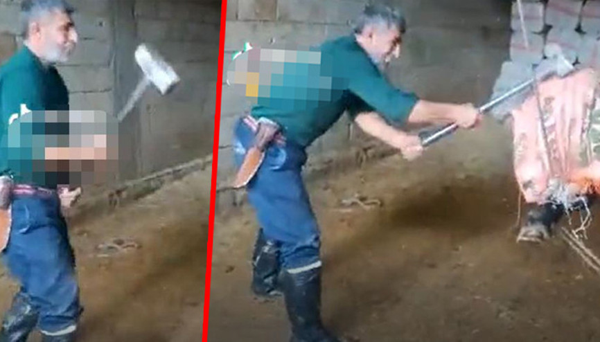 Boğayı balyozla öldürmüştü Korkunç olayda ifadeler ortaya çıktı