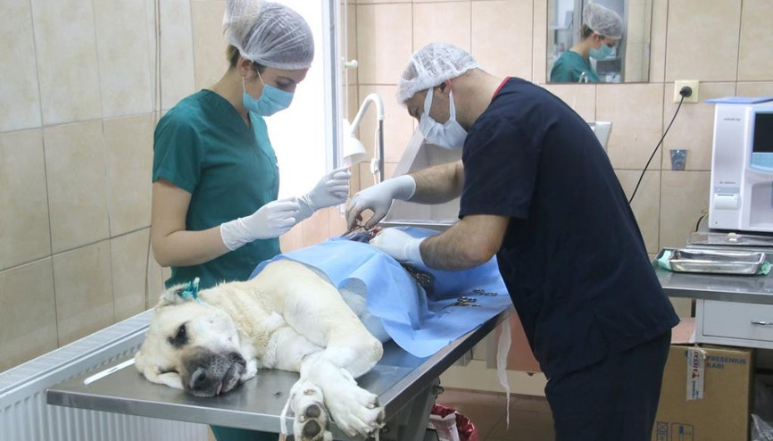 24 bin can dosta tedavi 24 bin can dosta tedavi