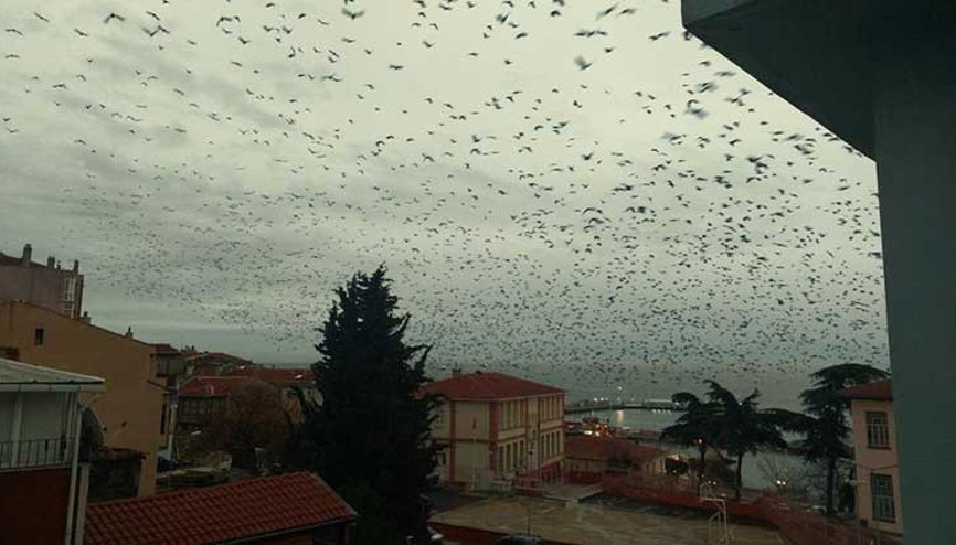 Tekirdağda gökyüzünü kaplayan karga sürüsü korku filmlerini aratmadı