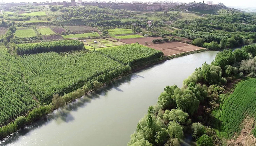 Dicle Nehrinde 3 balık türü tehlikede Toplu balık ölümlerini görebiliriz